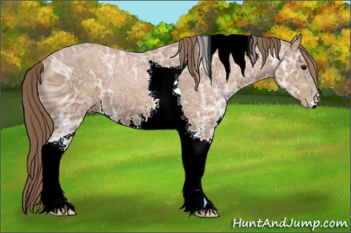 Horse Color:ERROR: UNKNOWN ANOMALY