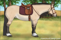 Horse Color:Bay Dun