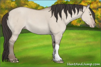 Horse Color:Classic Champagne Dun 