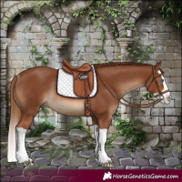 Horse Color:Chestnut Splash Rabicano 