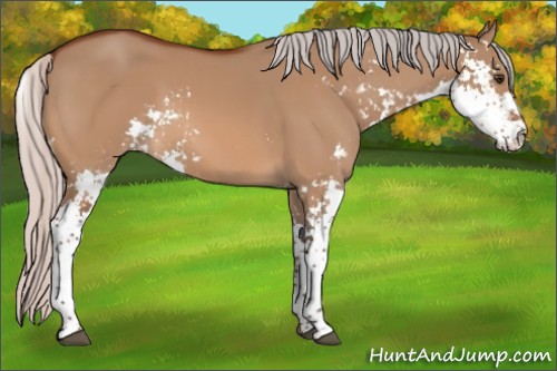 Horse Color:Silver Brown Dun Sabino 