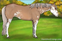 Horse Color:Silver Brown Dun Sabino 