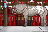 Horse Color:Silver Grullo Appaloosa 