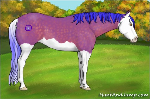 Horse Color:Watercolor Buckskin Splash 