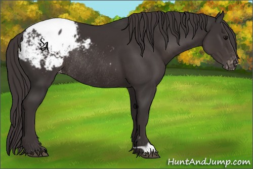 Horse Color:Smoky Black Appaloosa Rabicano 