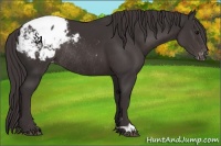 Horse Color:Smoky Black Appaloosa Rabicano 