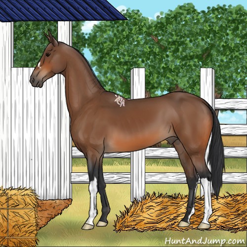 Horse Color:Bay 