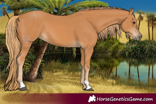 Horse Color:Chestnut 