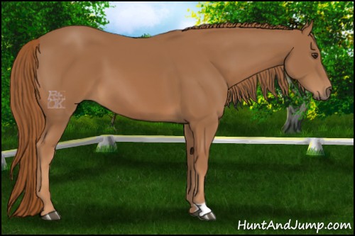 Horse Color:Chestnut 