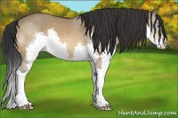 Horse Color:Bay Dun Splash 