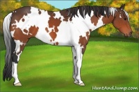 Horse Color:White Spotted Bay 