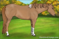 Horse Color:Chestnut Tobiano 
