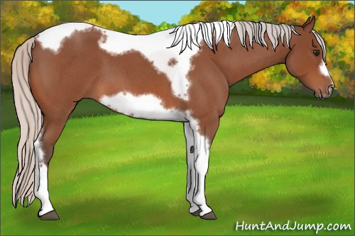 Horse Color:Silver Bay Roan Tobiano Frame 