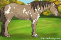 Horse Color:White Spotted Classic Cream Champagne 