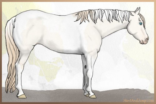 Horse Color:Perlino Dun Tobiano 