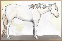 Horse Color:Perlino Dun Tobiano 