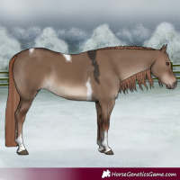 Horse Color:Liver Red Dun Tobiano