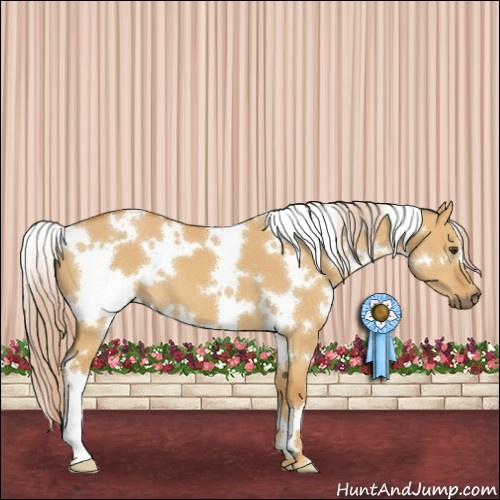 Horse Color:White Spotted Palomino Dun 