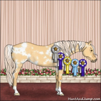 Horse Color:White Spotted Palomino Dun 