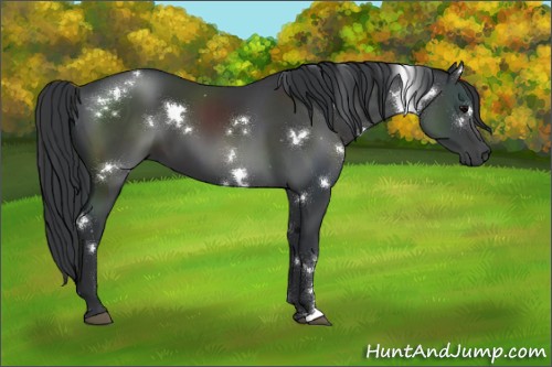 Horse Color:White Spotted Black 