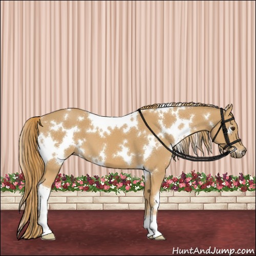 Horse Color:White Spotted Chestnut 