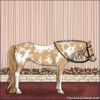 Horse Color:White Spotted Chestnut 