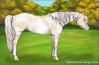 Horse Color:White Spotted Palomino Pearl Dun 