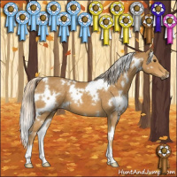 Horse Color:White Spotted Palomino