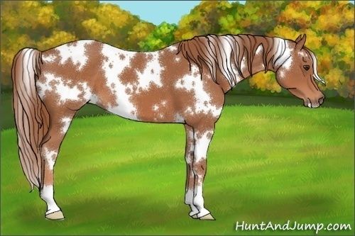 Horse Color:White Spotted Chestnut 