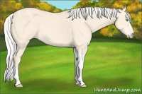 Horse Color:Silver Perlino Tobiano 