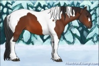 Horse Color:Bay Tobiano 