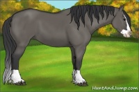 Horse Color:Grullo Splash 