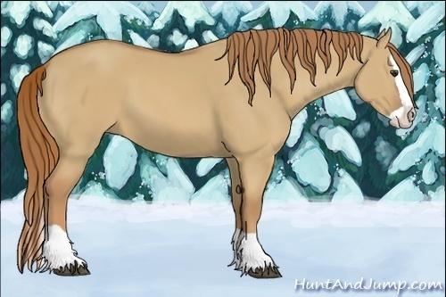 Horse Color:Red Dun Splash 