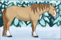 Horse Color:Red Dun Splash 