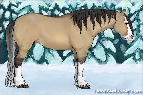 Horse Color:Bay Dun Splash 