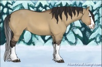 Horse Color:Bay Dun Splash 