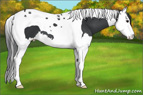 Horse Color:Black Splash Tobiano 