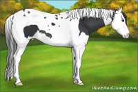 Horse Color:Black Splash Tobiano