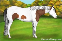 Horse Color:Bay Splash Tobiano