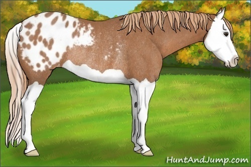 Horse Color:Chestnut Splash Appaloosa Rabicano