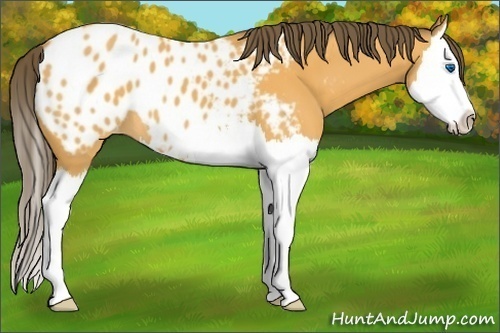 Horse Color:Buckskin Splash Appaloosa 