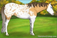 Horse Color:Buckskin Splash Appaloosa 