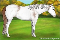 Horse Color:White Spotted Chestnut Splash 