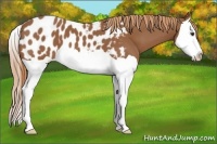 Horse Color:Chestnut Splash Appaloosa 