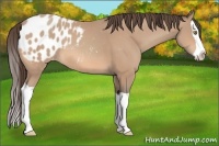 Horse Color:Amber Champagne Splash Appaloosa