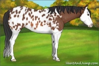 Horse Color:Bay Splash Appaloosa