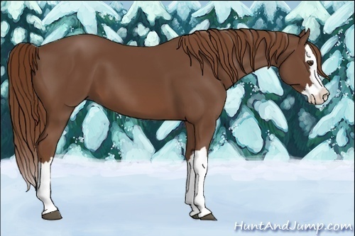 Horse Color:Chestnut Splash