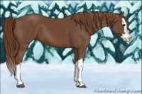 Horse Color:Chestnut Splash 