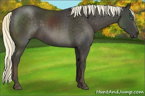 Horse Color:Liver Chestnut 