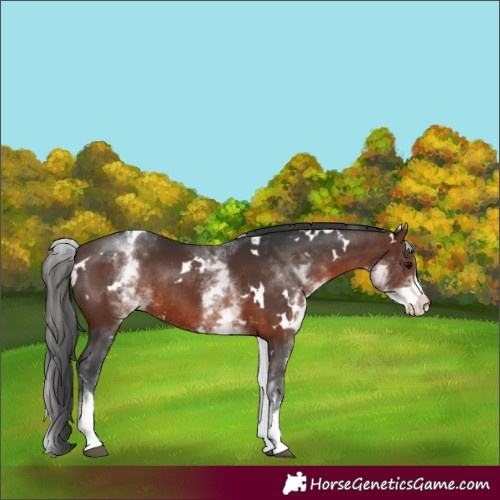 Horse Color:White Spotted Brown Rabicano 